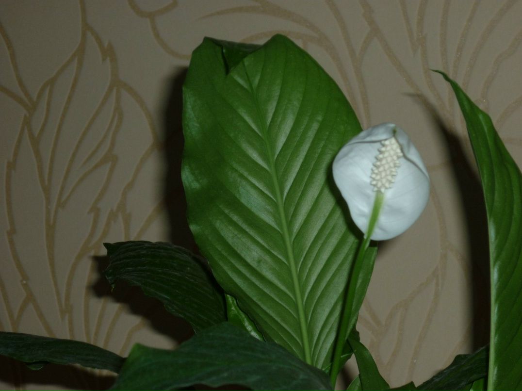 Роза Закирова | Набережные Челны