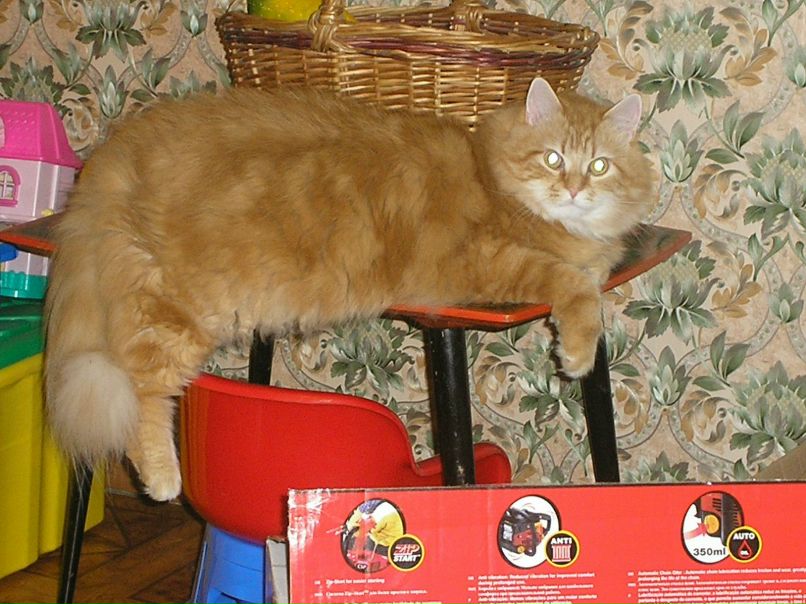 Владимир Ильин | Санкт-Петербург