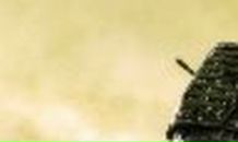 Родион Цыкун ???? | Грайворон