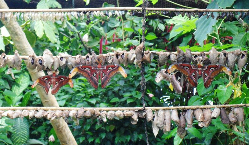 Анна Абуладзе ~♥PersiK♥~ | Stockholm