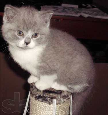 Елена Амарцева | Новосибирск