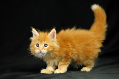 Оксана Маниллова | Киев