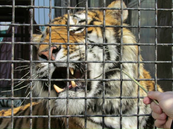 №16, Александр Каркоцкий, 43 года, Миргород №16, Александр Каркоцкий, 43 года, Миргород