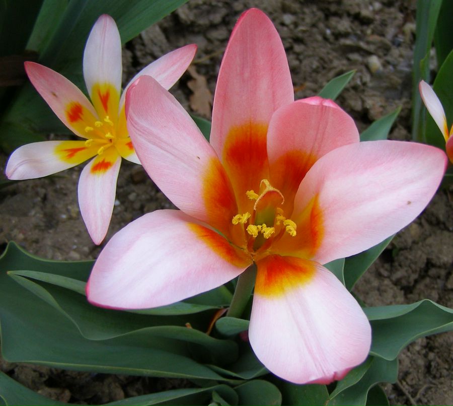 Маргарита Фавати | Херсон