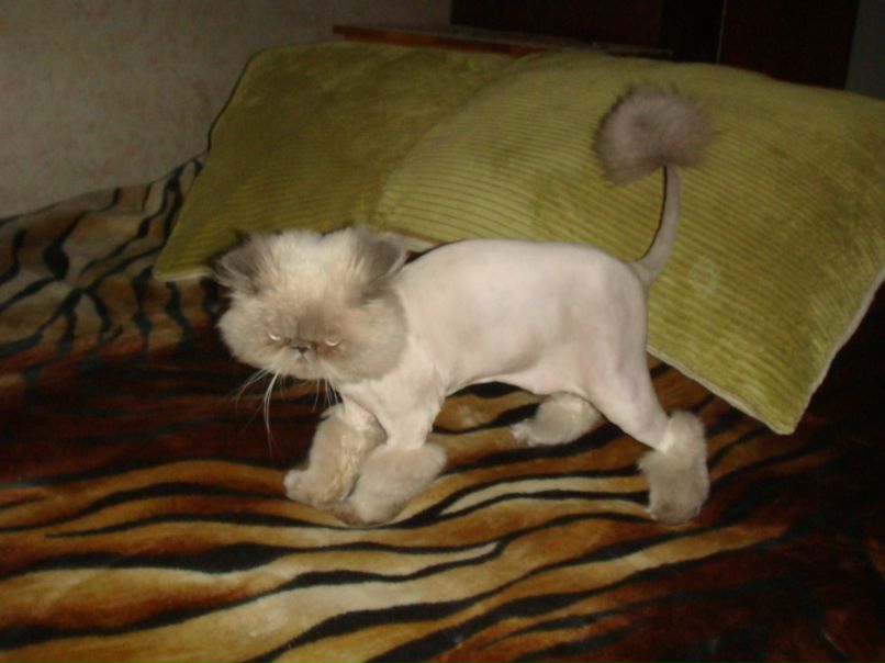 Игорь Дашковский | Киев