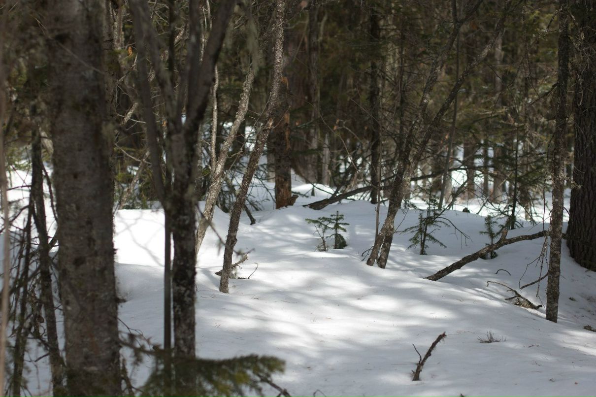 Анна Коновальцева ϟϟϟ | Иркутск