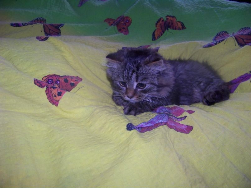 Поліна Червінська | Житомир