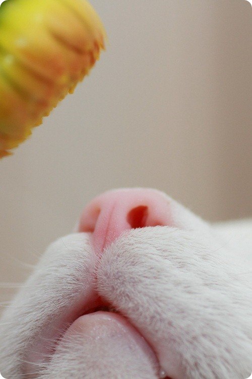 Анастасія Губа | Киев