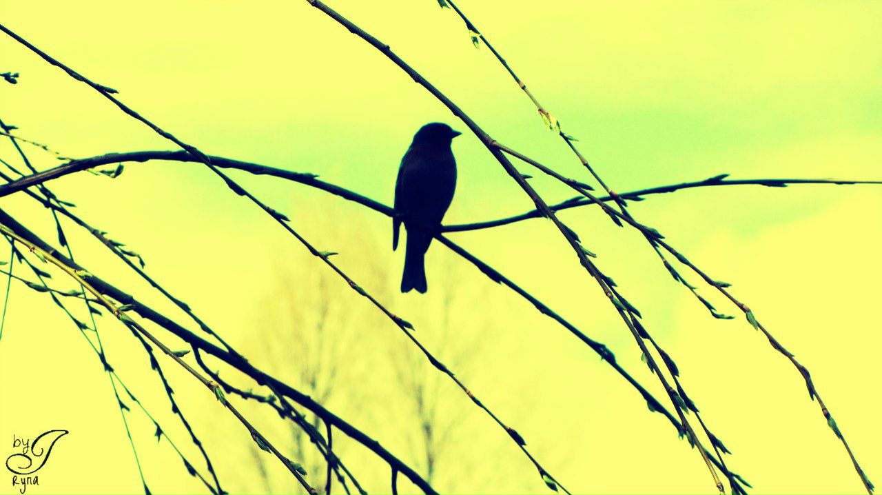 Іра Порада | Тернополь