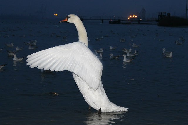 Лександра Кандалинцева | Одесса