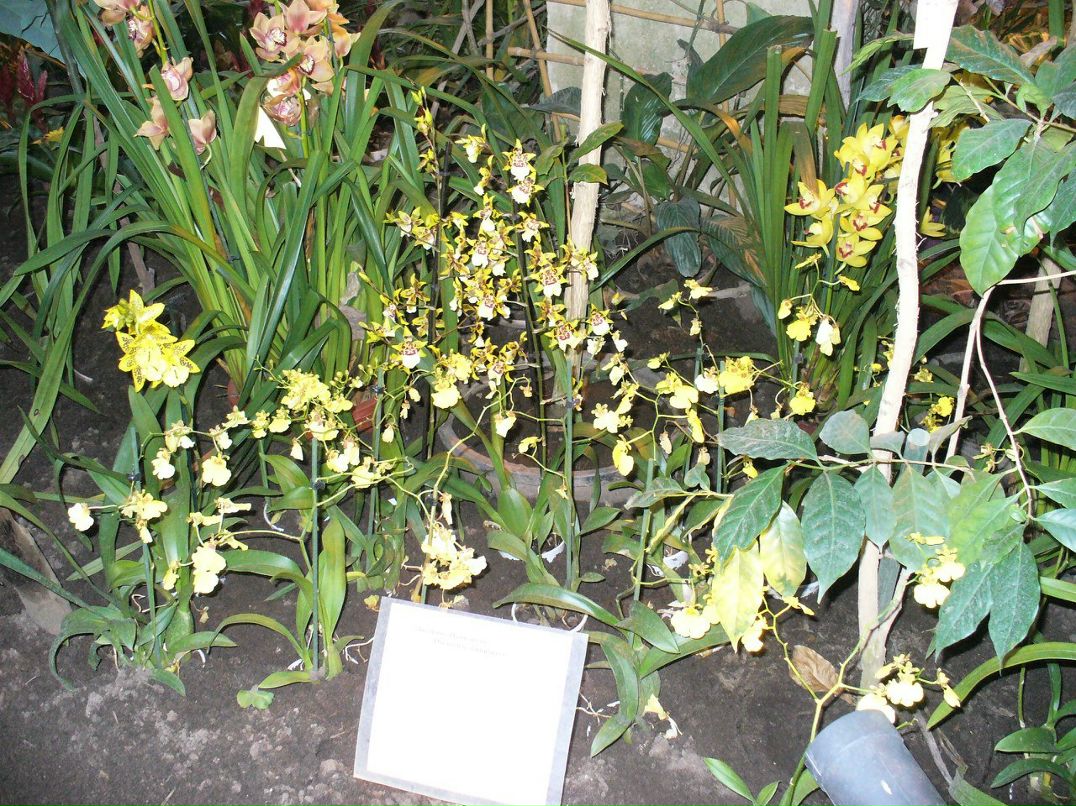 Татьяна Голубева | Москва