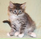 №16 Ирина Смирнова : профиль, фото, статус - ВКонтакте