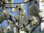 №33 Александра Макарова 20.08.1986: профиль, фото, статус - ВКонтакте №33 Александра Макарова 20.08.1986: профиль, фото, статус - ВКонтакте