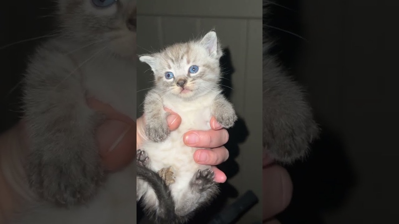 Spicy Kittens Reunited With Nursing Mother, , Viral