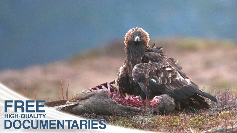 The Golden Eagle King Of The