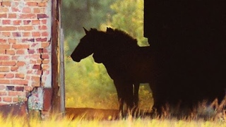 Чернобыль. Лошадь Пржевальского. Chernobyl. Przewalski's horse.