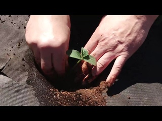 Высаживаем огурцы на грядку из спанбонда