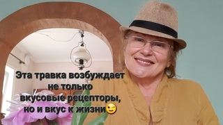 Моя любимая травка для бодрости и здоровья. Польза и вред. Как есть и хранить. Рецепты соуса, чая.