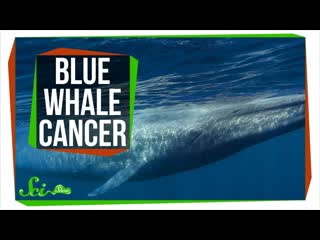 Why Don't All Blue Whales Have Cancer