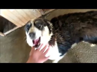 Детки растут  У Хэппи роскошный хвост