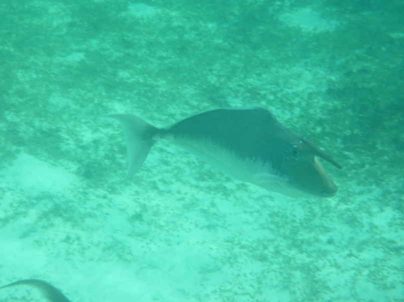 Станислав Страдомский | Кострома