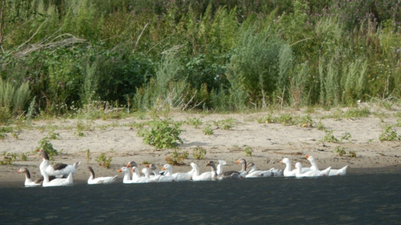 Денис Шипилов | Тольятти