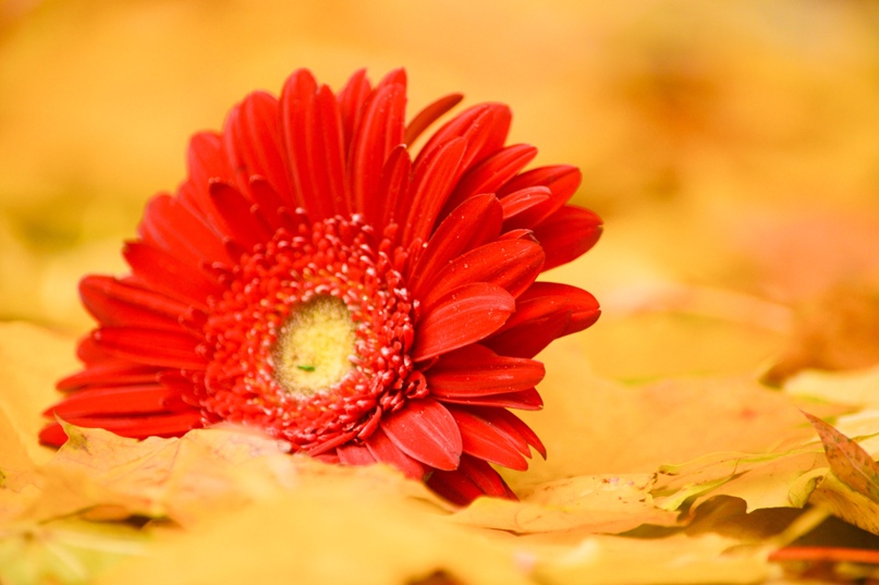 Татьяна *** | Киев