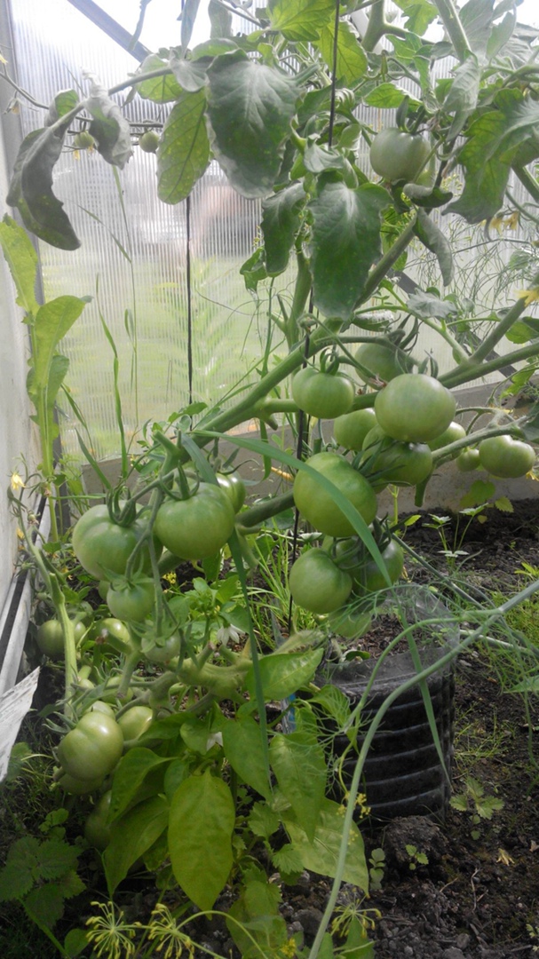 Татьяна Соловьева | Выборг