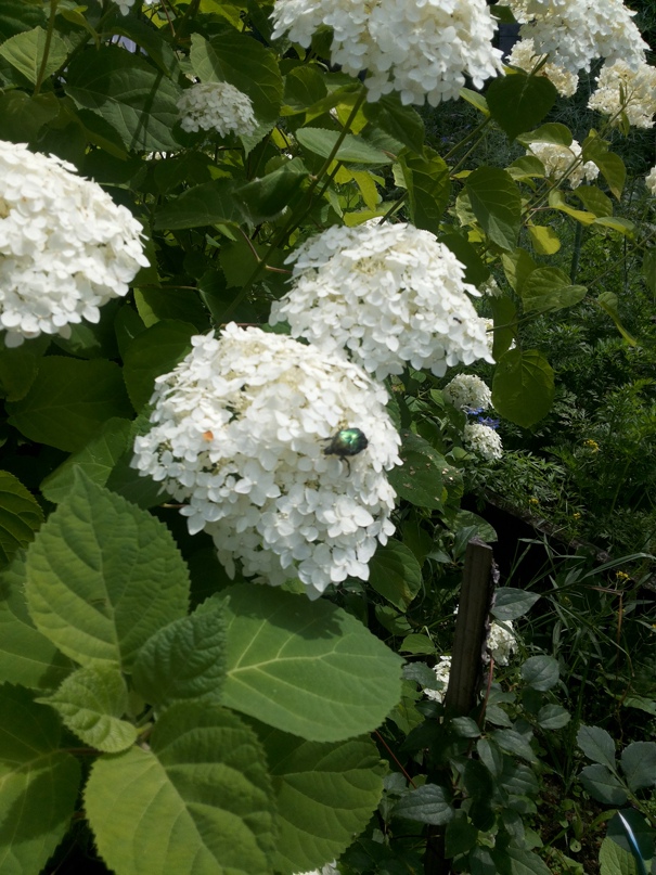 Яна Ермилова | Иваново