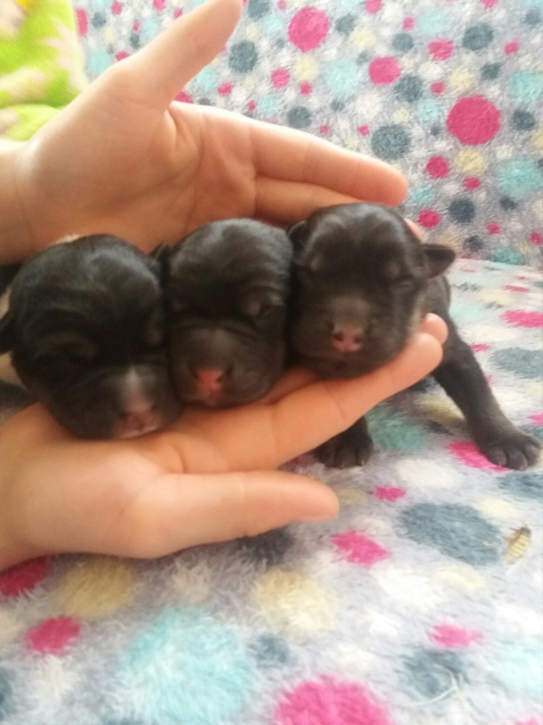 Алла Дьяченко | Одесса