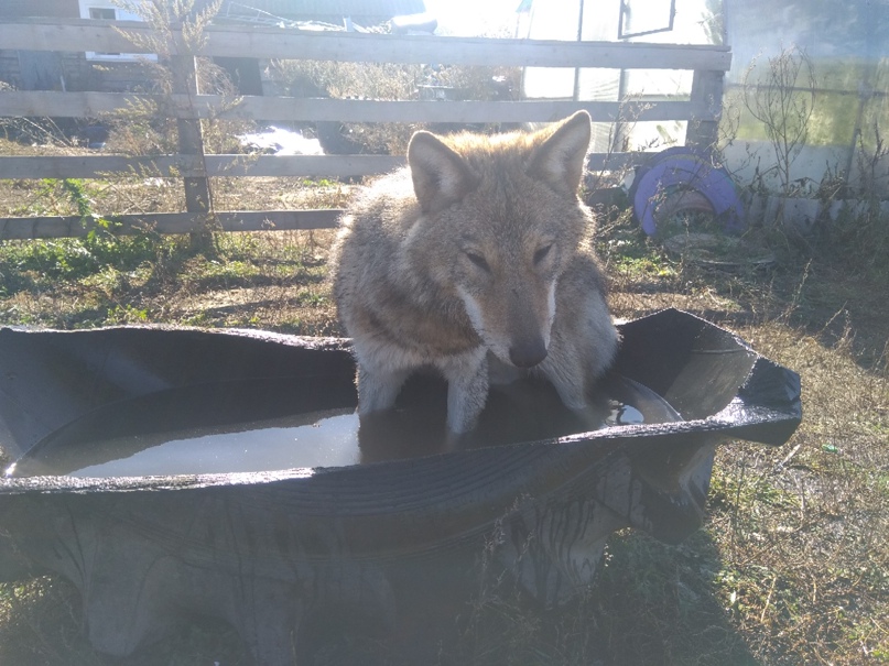 Александр Кончаков | Бондарево