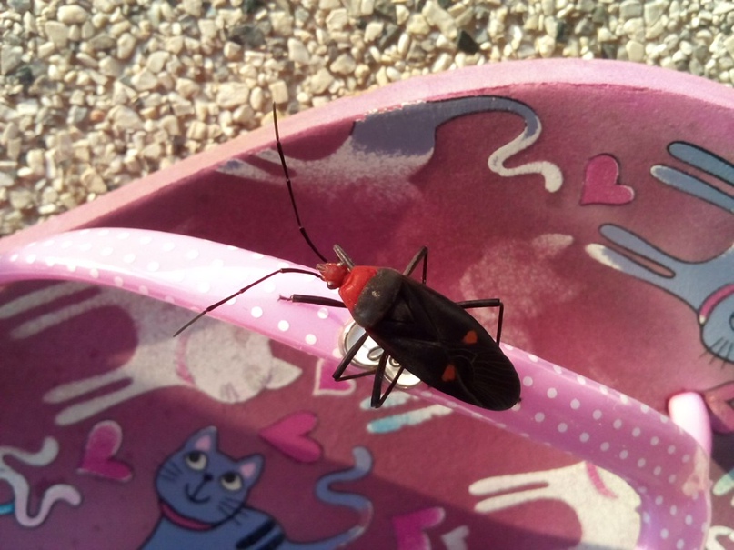 Ирина Гурина | Санкт-Петербург