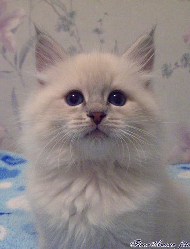 Светлана Левченко | Балашиха