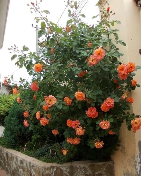 Роза вестерленд фото и описание отзывы зимостойкость Питомник СПб. Garden of Flowers SPb: записи сообщества ВКонтакте