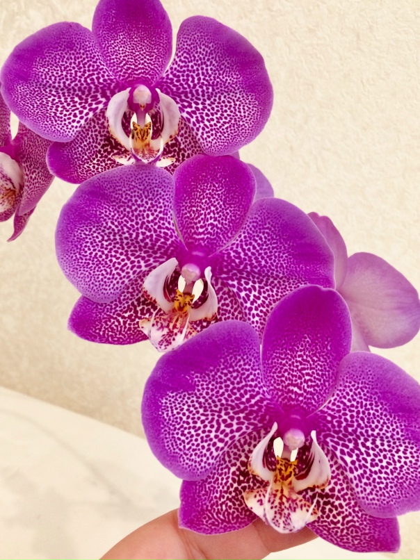 Наталья Бритова | Новосибирск