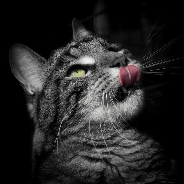 Антон Болгов | Кемерово