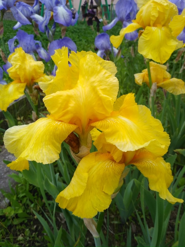 Галина Вовк <БЕЗМЯТЕЖНАЯ> | Краматорск