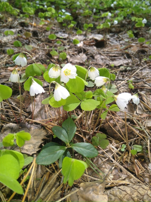 Анастасия Николаевна | Городец