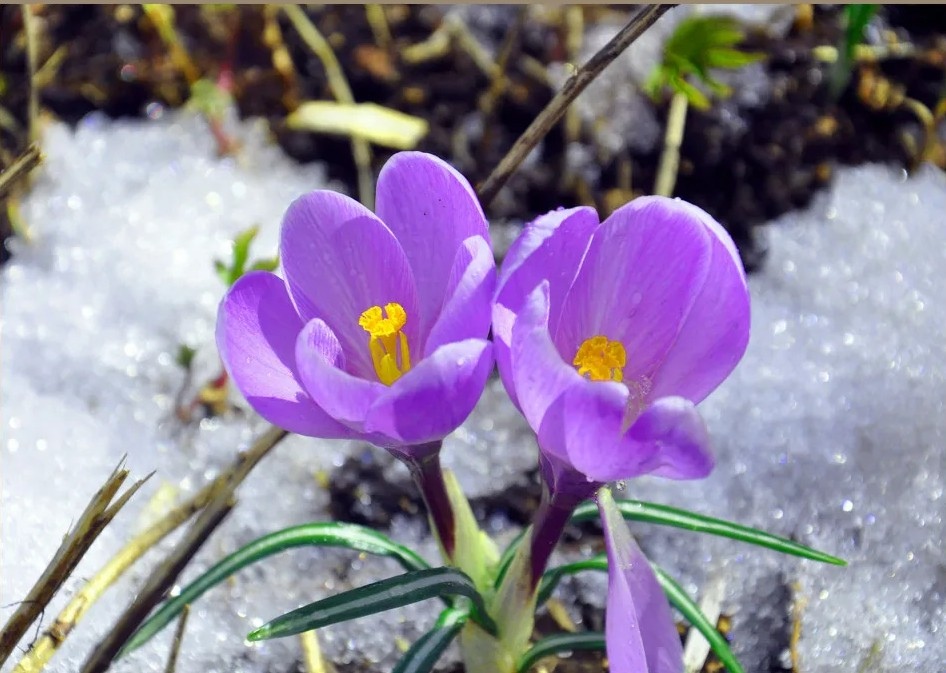 Free Images : tree, branch, leaf, flower, petal, spring, botany, flora, season,