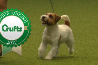 Terrier Group Judging and Presentation | Crufts 2017