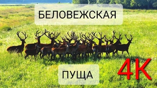 Беловежская пуща.  Прекрасное место для прогулки.