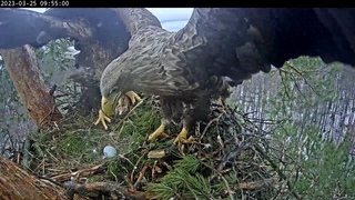 REPLAYПОВТОР 25 Mar 23 1/2 White-Tailed Eagles Chulman & Kama  Орланы-белохвосты Чулман и Кама