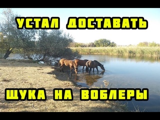 Раздача щукенций или уловистый воблер Ловлю на Bearking Rerange 110SP,  Ito Shiner 115SP