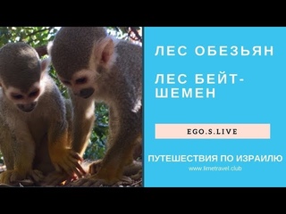 Парк обезьян в Бейт Шемен | Путешествия по Израилю