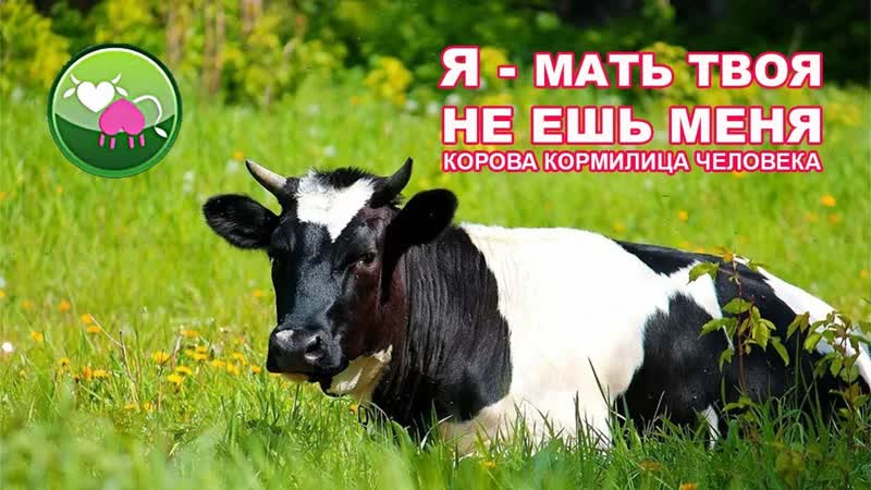 Корова это вторая Мать человека. Марина