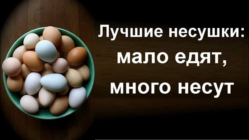 Лучшие куры несушки Яйценоскость кур породы