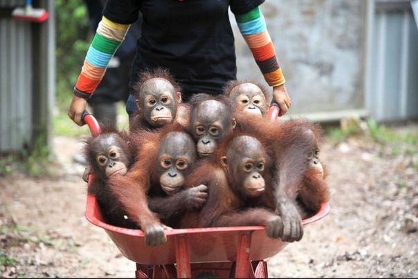 Обезьяна ест. Обезьяны после. Спящие обезьянки. Обезьяны после. Новорожденная обезьянка.