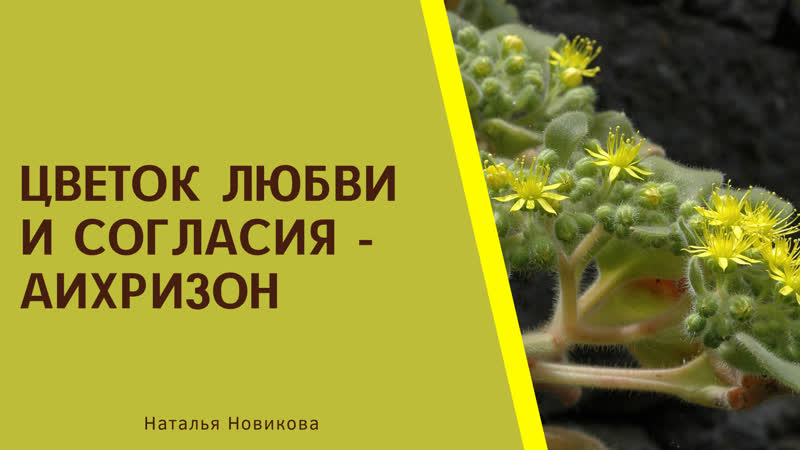 ЦВЕТОК ЛЮБВИ И СОГЛАСИЯ АИХРИЗОН, Наталья