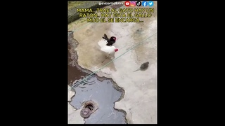 EL GALLO GATO