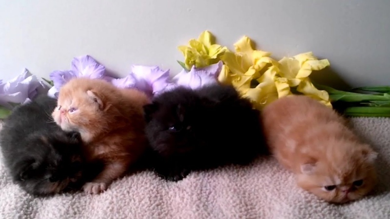 cute kitten doing funny things 2021, cutest cats, kittens,
